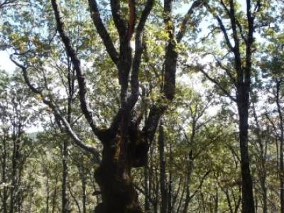 Castañar de la Sierra de San Vicente - Convento del Piélago;senderismo peñalara;rutas para camina